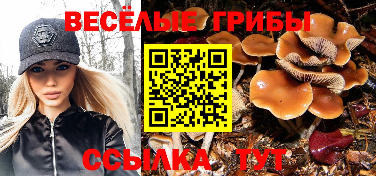 Псилоцибиновые грибы Psilocybe Тула